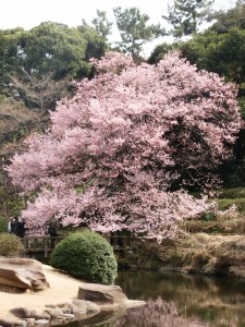 Cherry Blossom tree in full bloom